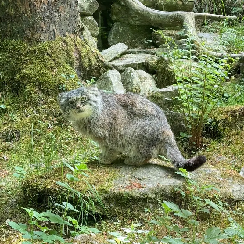 A photograph of Batu in Opel Zoo
