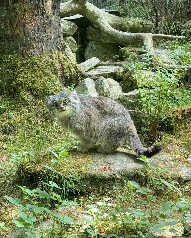 A photograph of Batu in Opel Zoo