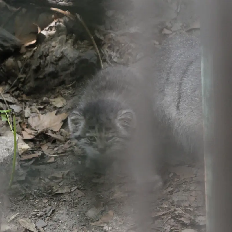 A photograph of Kitten of Lucy b. 2026 Ⅰ in Budapest Zoo & Botanical Garden