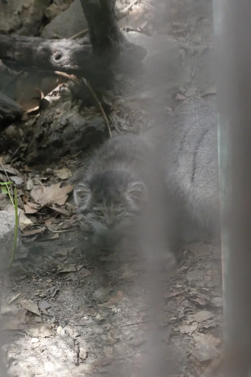 A photograph of Kitten of Lucy b. 2026 Ⅰ in Budapest Zoo & Botanical Garden