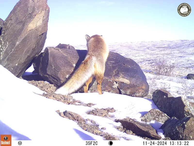 A photograph of Red fox from Koshkar camera trap