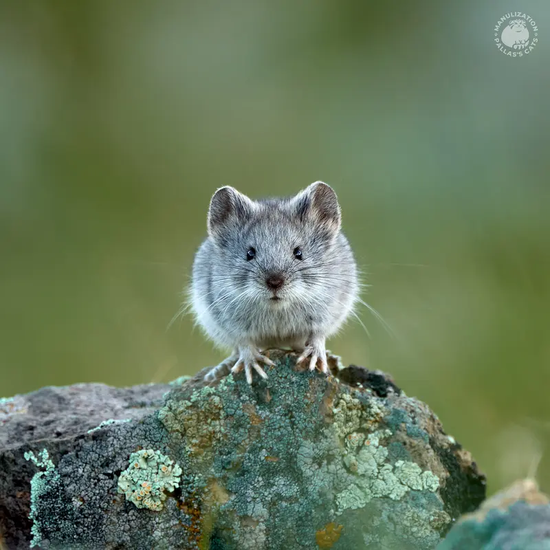 A photograph of a Pallas's cat