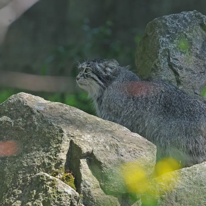 A photograph of Benny in Parken Zoo