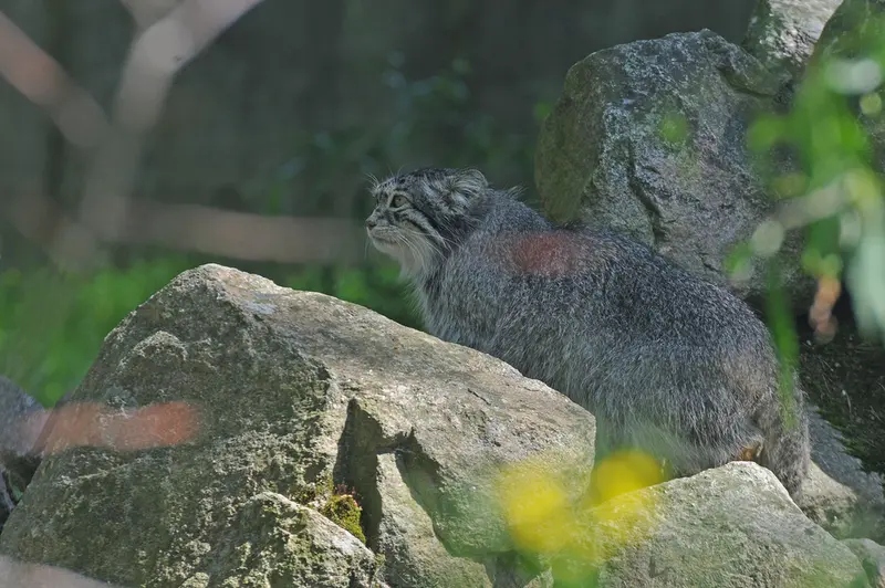 A photograph of Benny in Parken Zoo