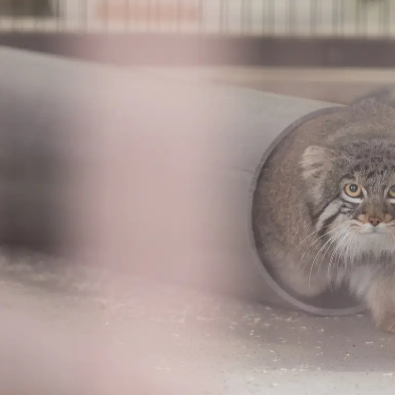 A photograph of Figa in Nogeyama Zoo