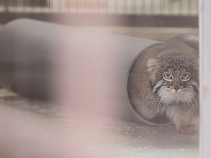 A photograph of Figa in Nogeyama Zoo