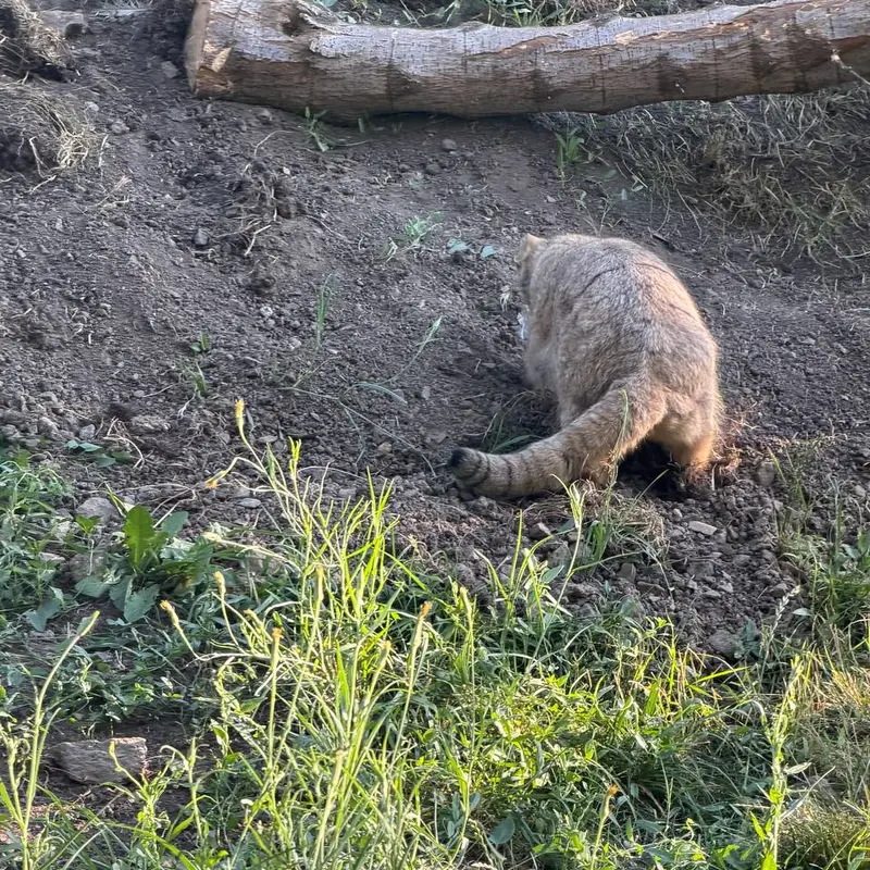 A photograph of Manó in Yerevan Zoo