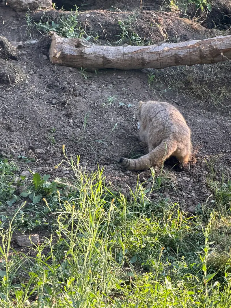 A photograph of Manó in Yerevan Zoo