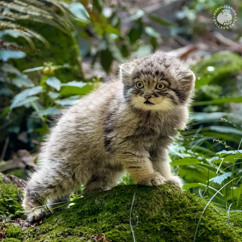 A photograph of Tuya in Parco Faunistico La Torbiera