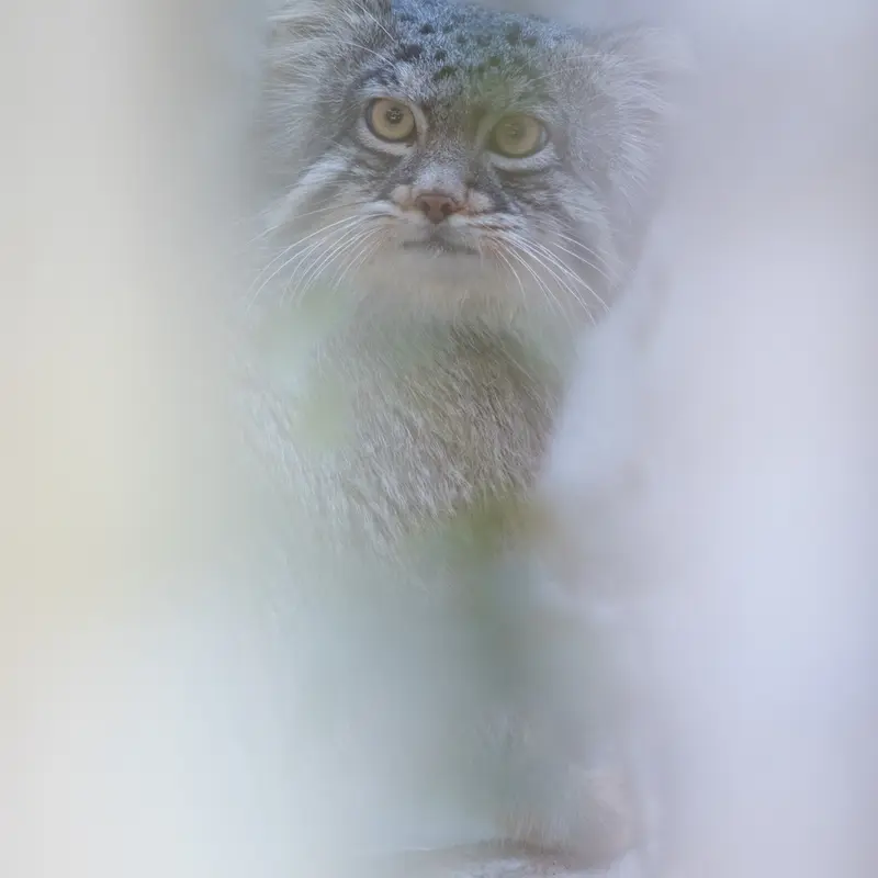 A photograph of Figa in Nogeyama Zoo