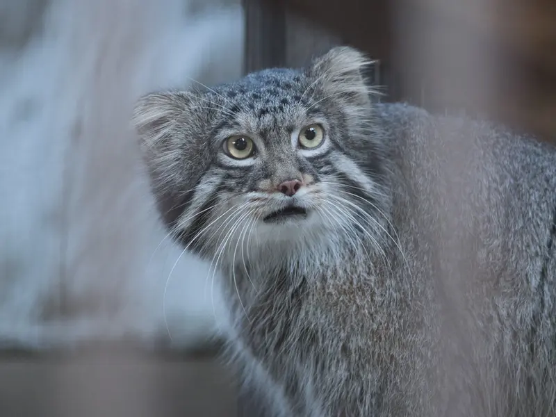 A photograph of Figa in Nogeyama Zoo