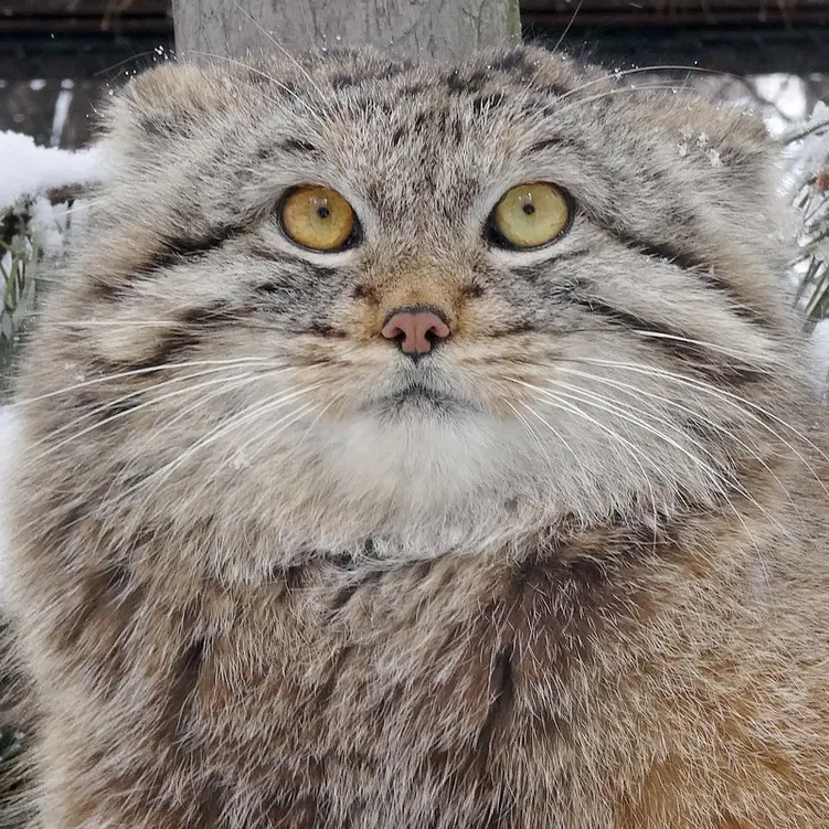 A photograph of Lev in Novosibirsk Zoo