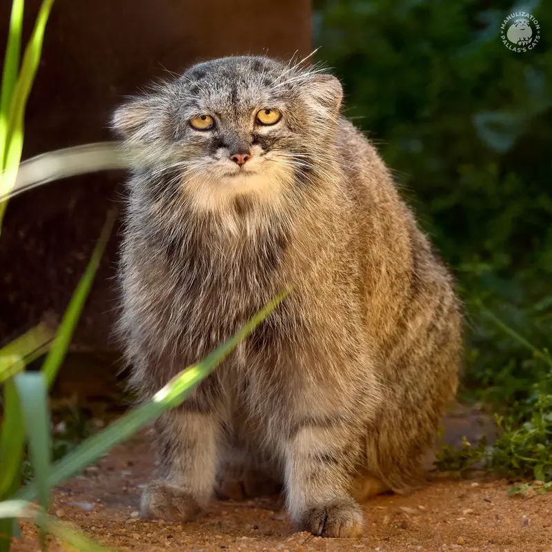 Manul of the day