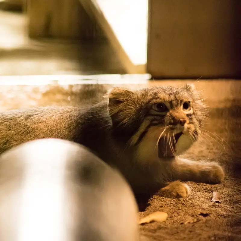 A photograph of Figa in Nogeyama Zoo