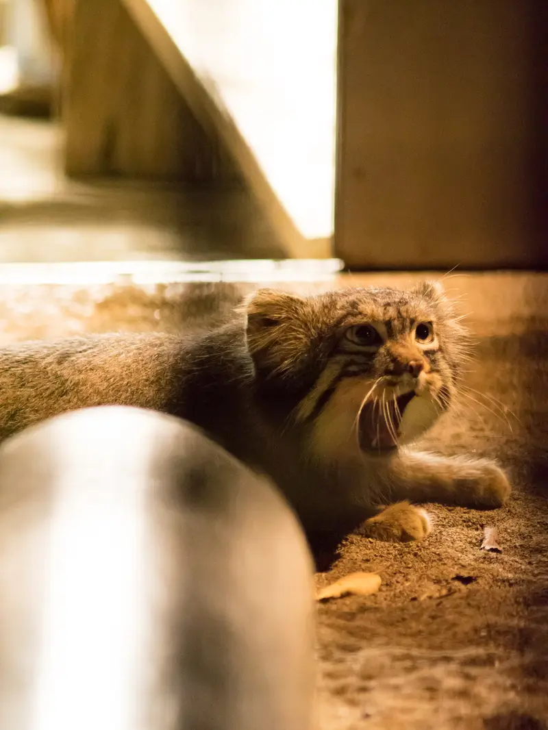 A photograph of Figa in Nogeyama Zoo