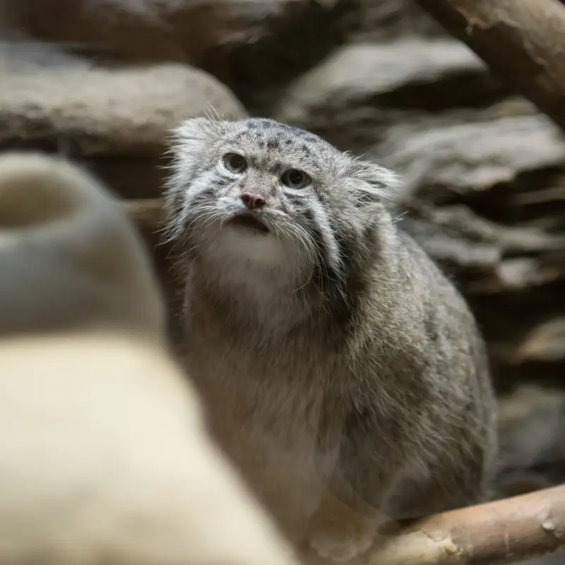 A photograph of Klyon in Ueno Zoological Gardens