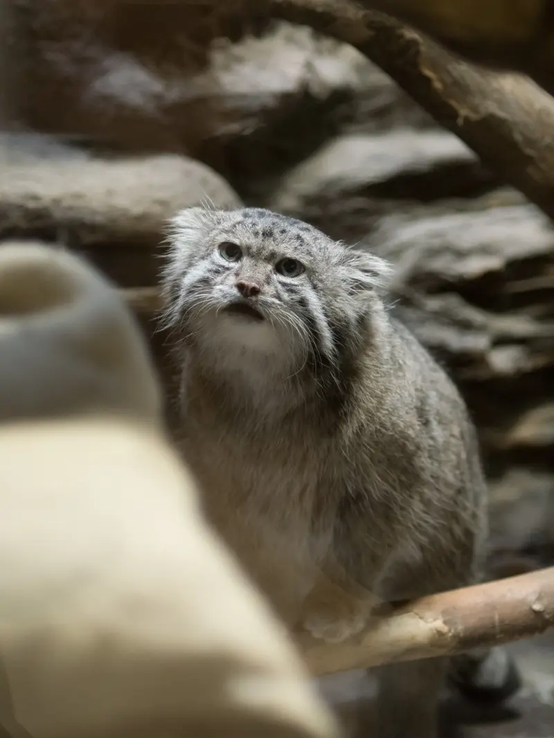 A photograph of Klyon in Ueno Zoological Gardens