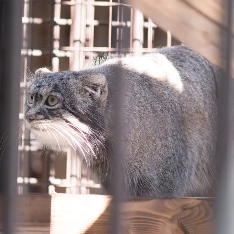 A photograph of Figa in Nogeyama Zoo