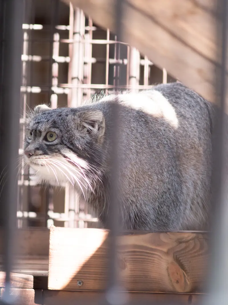 A photograph of Figa in Nogeyama Zoo