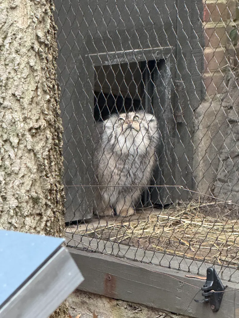 A photograph of Sarnai in Prospect Park Zoo