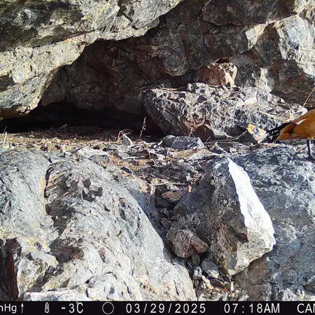 A photograph of Ruddy shelduck from Zhundy 1 camera trap