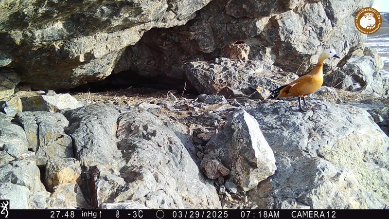 A photograph of Ruddy shelduck from Zhundy 1 camera trap