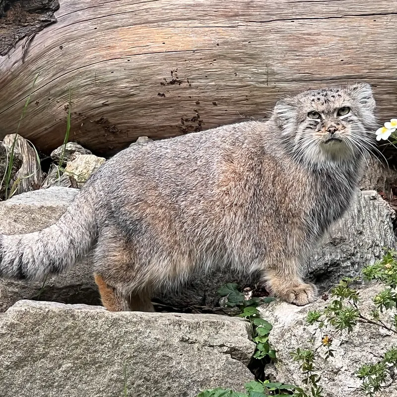 A photograph of Zarina in Wrocław Zoo