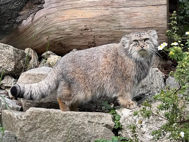 A photograph of Zarina in Wrocław Zoo