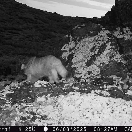 A photograph of Otocolobus manul manul from Zhilandy camera trap