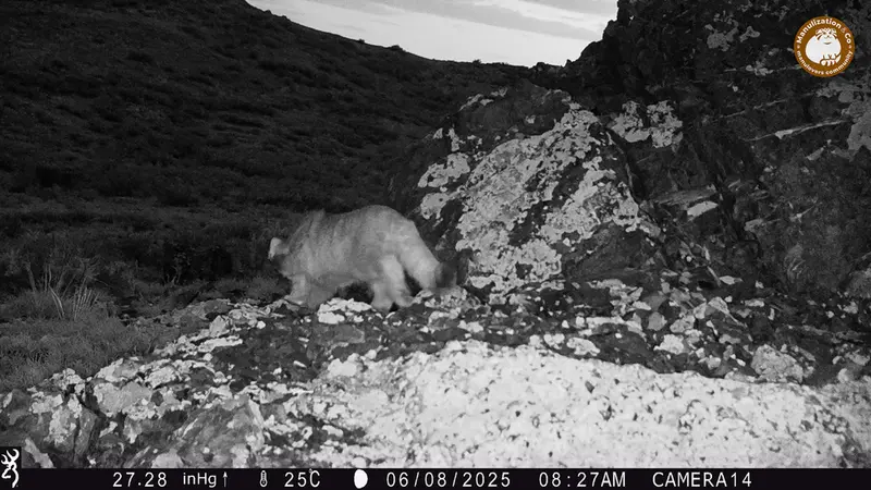 A photograph of Otocolobus manul manul from Zhilandy camera trap