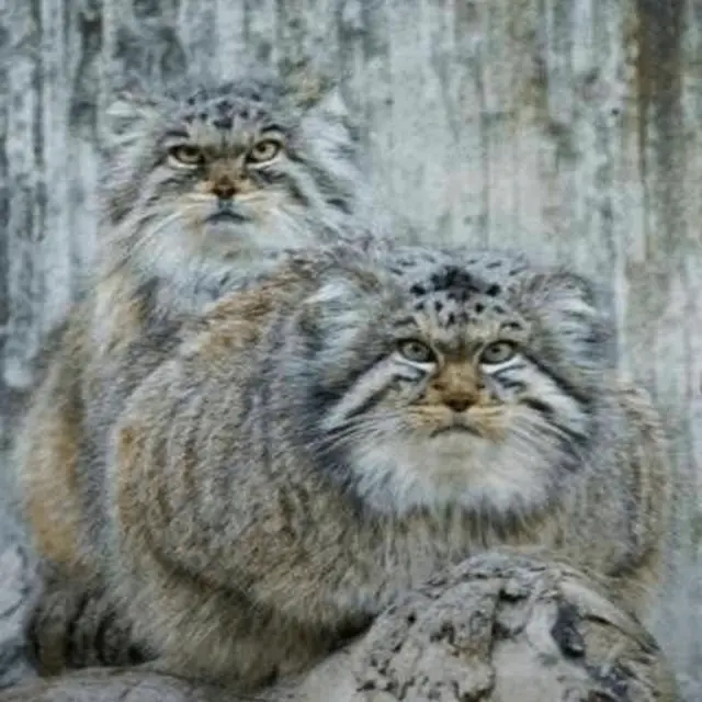 A photograph of Qatti and Agrunia in Zürich Zoo