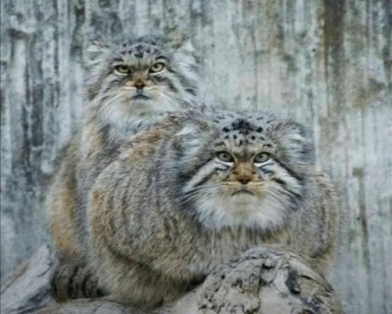 A photograph of Qatti and Agrunia in Zürich Zoo