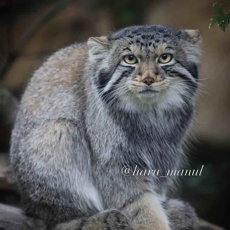 A photograph of Nagomu in Nasu Animal Kingdom