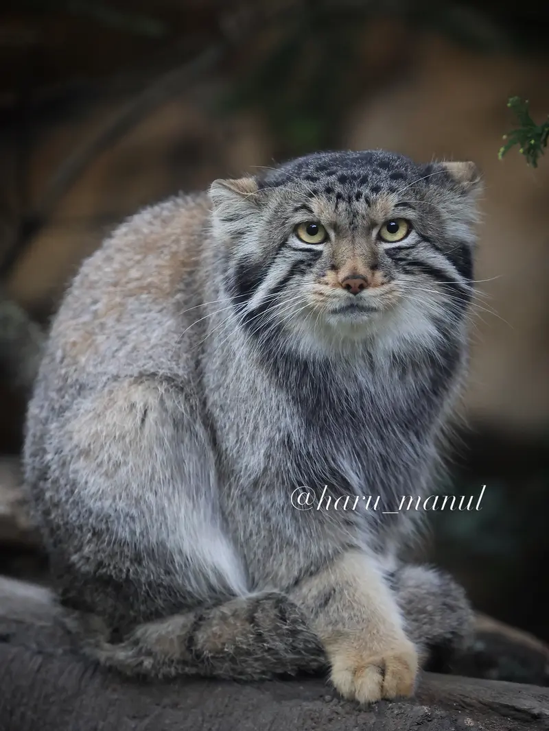 A photograph of Nagomu in Nasu Animal Kingdom