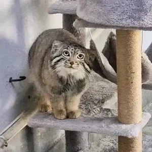 A photograph of Sun Daniang in Qinghai-Tibet Plateau Wildlife Zoo