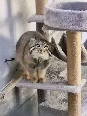 A photograph of Sun Daniang in Qinghai-Tibet Plateau Wildlife Zoo