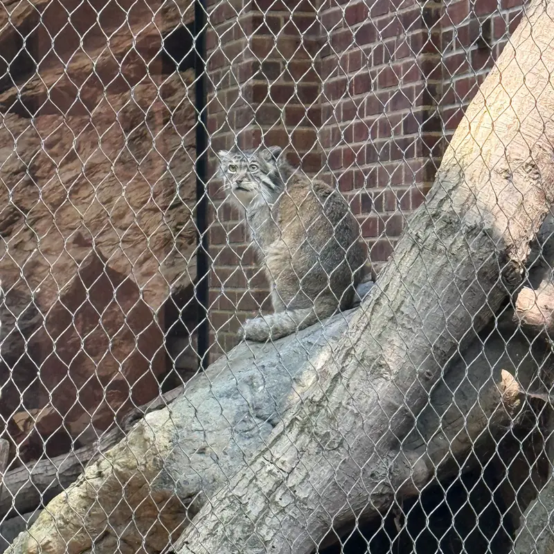 A photograph of Batu in Prospect Park Zoo