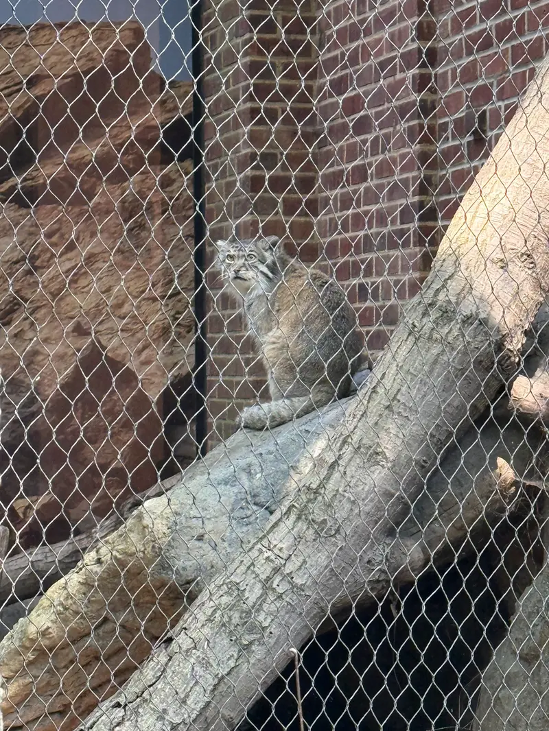 A photograph of Batu in Prospect Park Zoo