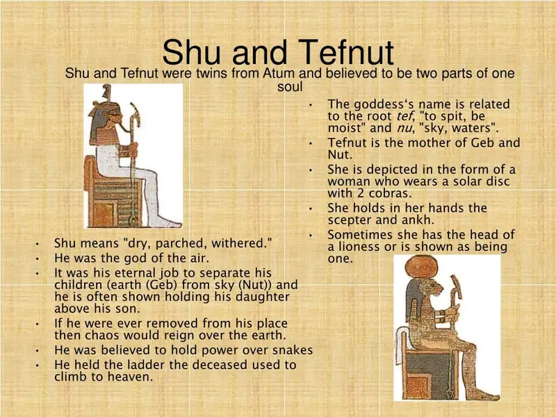 A photograph of a Pallas's cat