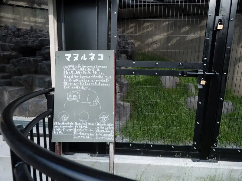 A photograph of a Pallas's cat in Asahiyama Zoo