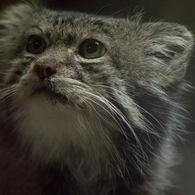 A photograph of Klyon in Ueno Zoological Gardens