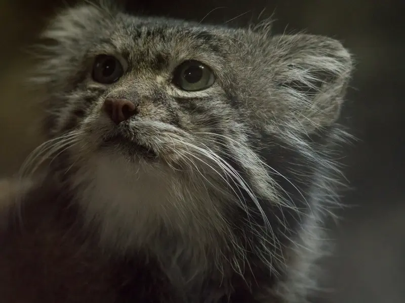 A photograph of Klyon in Ueno Zoological Gardens