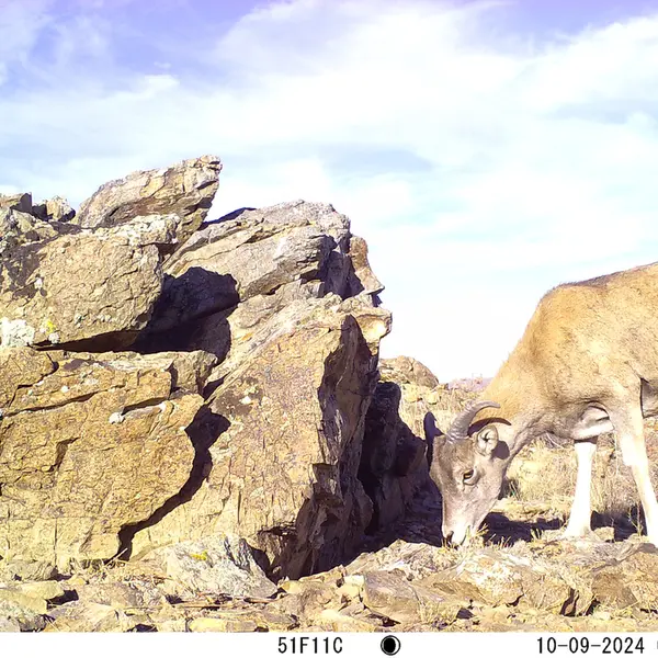 A photograph of Argali from Karashoky camera trap