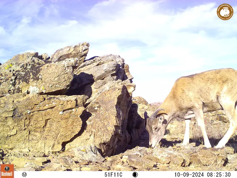 A photograph of Argali from Karashoky camera trap