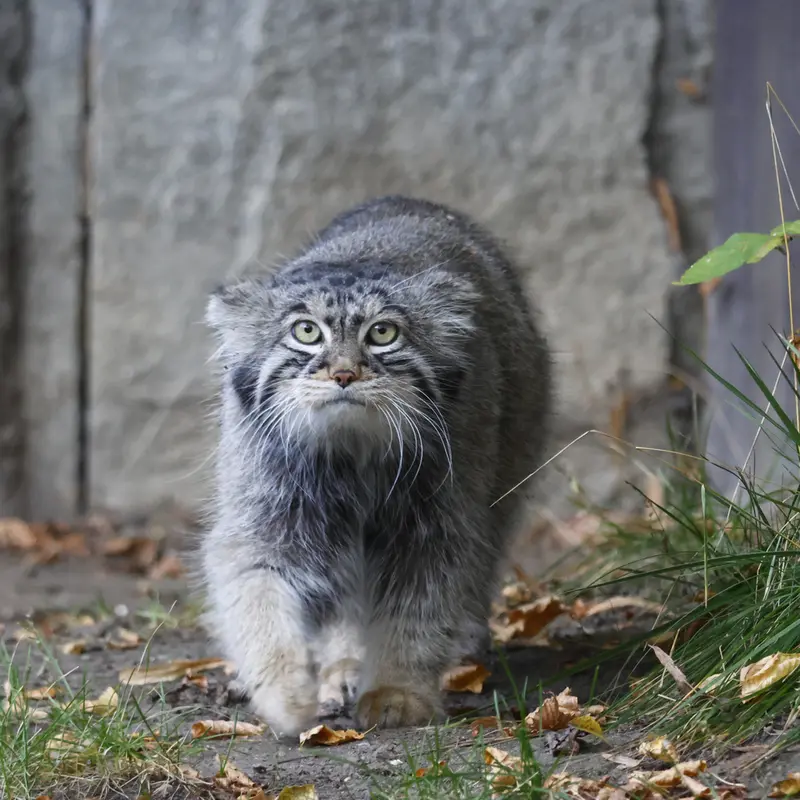 A photograph of a Pallas's cat