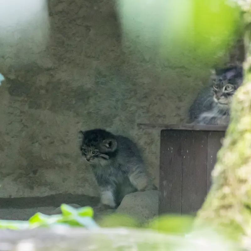 A photograph of a Pallas's cat