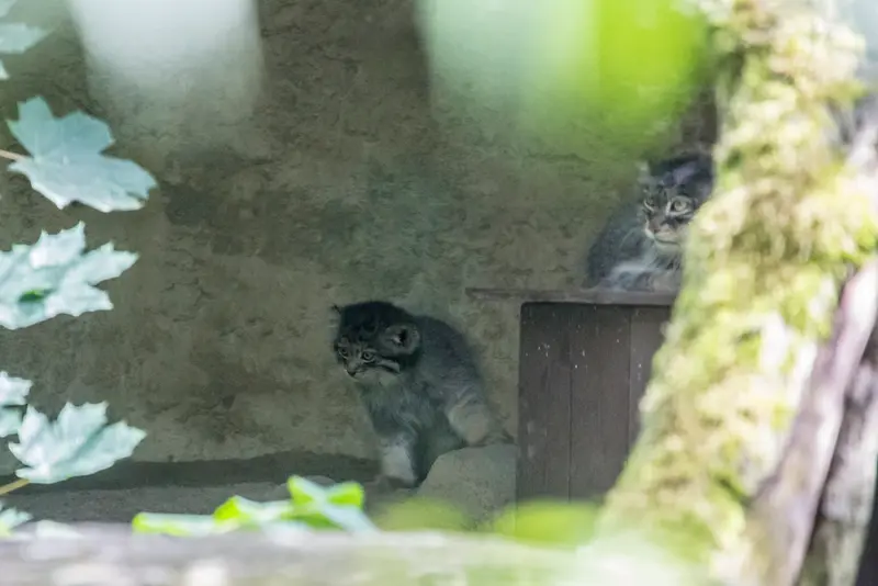 A photograph of a Pallas's cat
