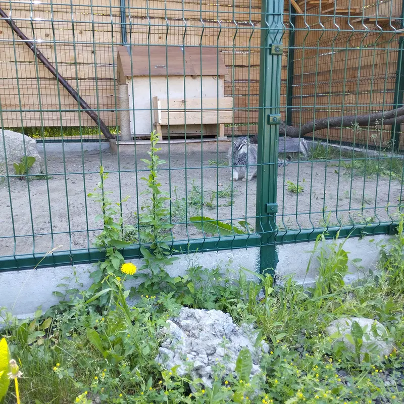 A photograph of Chip in Barnaul zoo “Lesnaya skazka”