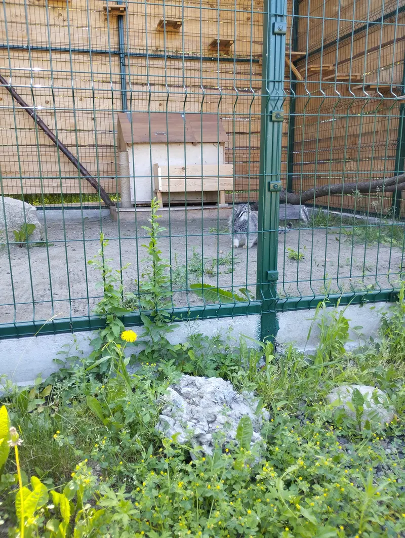 A photograph of Chip in Barnaul zoo “Lesnaya skazka”