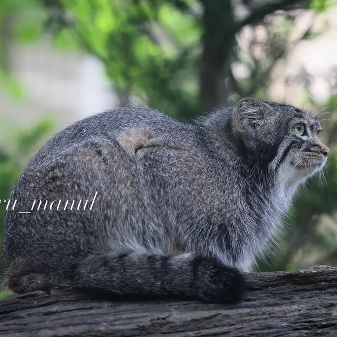 A photograph of Abrikos in Nasu Animal Kingdom